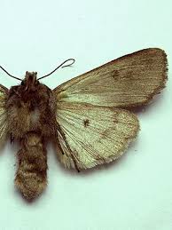 Attēlu rezultāti vaicājumam “Lithophane furcifera”