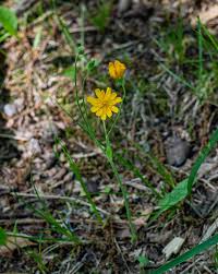 Attēlu rezultāti vaicājumam “Hieracium umbellatum”