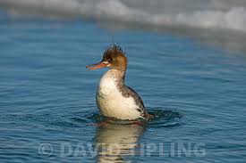Attēlu rezultāti vaicājumam “Mergus serrator female”