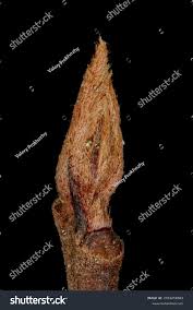 Attēlu rezultāti vaicājumam “Frangula alnus bud”