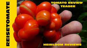 Afbeeldingsresultaat voor voyage tomato