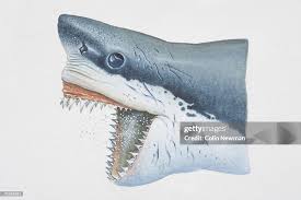 Image result for Carcharodon carcharias