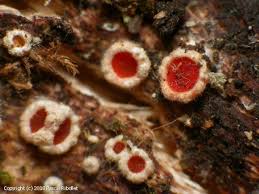 Attēlu rezultāti vaicājumam “Stictis”