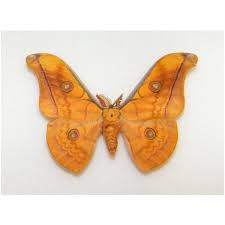 Attēlu rezultāti vaicājumam “Lopinga achine upperside”