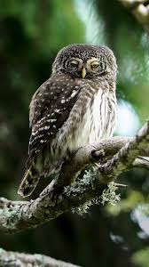 Attēlu rezultāti vaicājumam “Glaucidium passerinum adult”