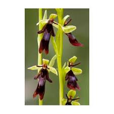 Attēlu rezultāti vaicājumam “Ophrys insectifera leaf”