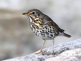 Attēlu rezultāti vaicājumam “Turdus philomelos adult”