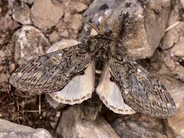 Attēlu rezultāti vaicājumam “Peridea anceps”