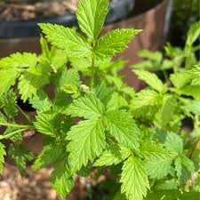 Attēlu rezultāti vaicājumam “Rubus idaeus leaf”