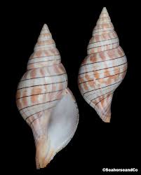 Image result for Cinctura hunteria