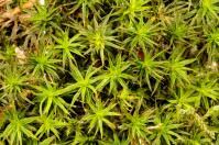 Attēlu rezultāti vaicājumam “Polytrichales”