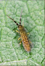Attēlu rezultāti vaicājumam “Orchesella sp.”