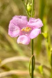 Attēlu rezultāti vaicājumam “Cribraria purpurea stalked”