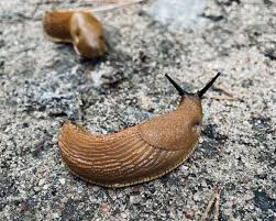 Attēlu rezultāti vaicājumam “Arion lusitanicus adult”