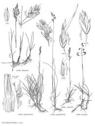 Attēlu rezultāti vaicājumam “Poa angustifolia”