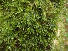 Attēlu rezultāti vaicājumam “Porella cordaeana”