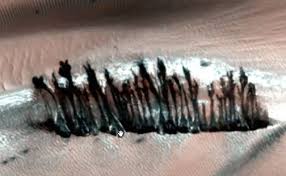 Image result for mars trees