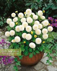 Image result for Dahlia `Snowflake`