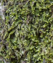 Attēlu rezultāti vaicājumam “Pseudotaxiphyllum elegans”