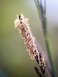 Attēlu rezultāti vaicājumam “Carex cespitosa”