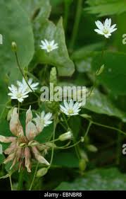 Attēlu rezultāti vaicājumam “Stellaria longifolia flower”