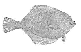 Image result for Limanda limanda