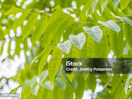 Attēlu rezultāti vaicājumam “Juglans mandshurica leaf”