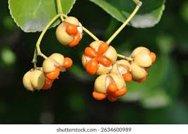 Attēlu rezultāti vaicājumam “Hordelymus europaeus fruit”