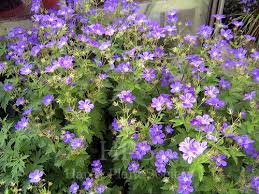 Attēlu rezultāti vaicājumam “Geranium sylvaticum”