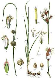 Attēlu rezultāti vaicājumam “Cyperaceae”