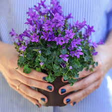 Image result for Glockenblumen