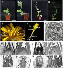 Attēlu rezultāti vaicājumam “Lactuca sativa flower”