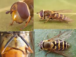 Attēlu rezultāti vaicājumam “Syrphus torvus”