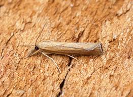 Attēlu rezultāti vaicājumam “Pediasia contaminella”