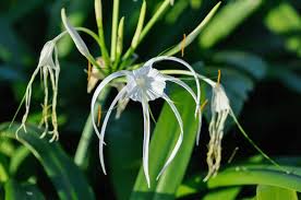 Attēlu rezultāti vaicājumam “Amarillidaceae”