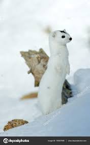 Attēlu rezultāti vaicājumam “Mustela nivalis”