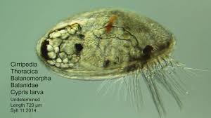 Attēlu rezultāti vaicājumam “Cystiphora sanguinea larva”