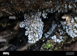 Attēlu rezultāti vaicājumam “Badhamia macrocarpa macro”
