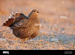 Image result for Tetrao tetrix