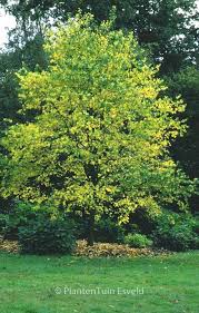 Attēlu rezultāti vaicājumam “Cercidiphyllum japonicum”