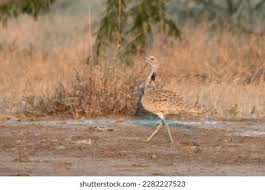 Image result for Chlamydotis macqueenii