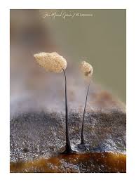 Attēlu rezultāti vaicājumam “Comatricha fragilis”