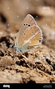 Attēlu rezultāti vaicājumam “Agrodiaetus amandus female”