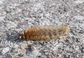 Attēlu rezultāti vaicājumam “Phragmatobia fuliginosa imago”