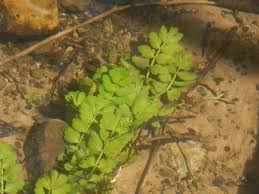 Attēlu rezultāti vaicājumam “Berula erecta leaf”