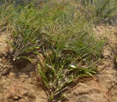 Attēlu rezultāti vaicājumam “Fontinalis antipyretica”