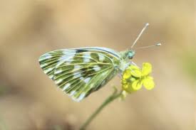 Attēlu rezultāti vaicājumam “Pontia edusa underside”