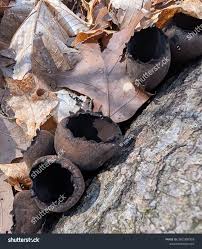 Attēlu rezultāti vaicājumam “Craterium sp.”