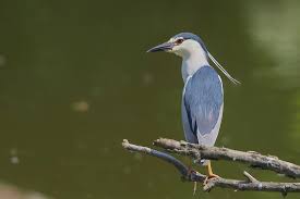 Image result for Nycticorax nycticorax