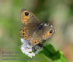 Attēlu rezultāti vaicājumam “Lasiommata petropolitana”